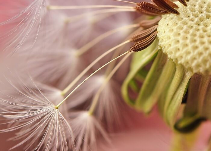 Close Up Of A Dandelion