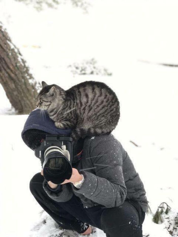 Tabby cat sitting on a photographer's head outdoors in snow, showcasing adorable cats in funny and cute scenarios.