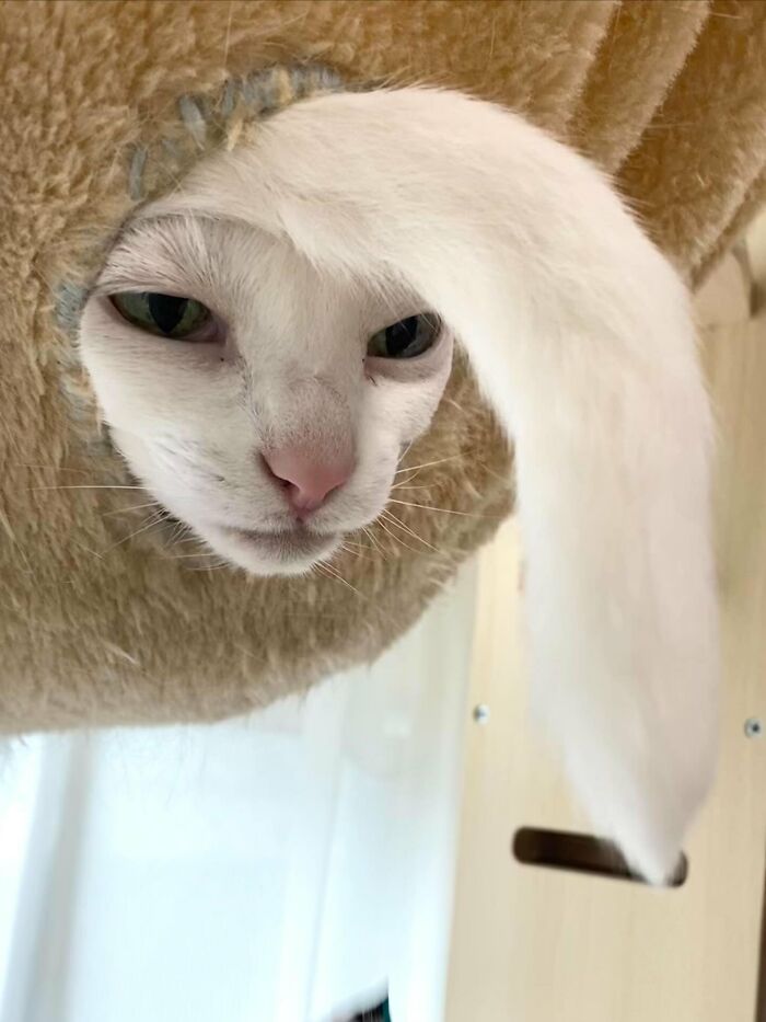 White cat with immaculate aura peeking from a beige cat tree, displaying an intense and calm expression.