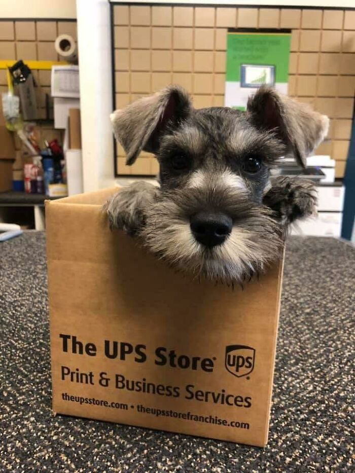 Small adorable dog peeking out of a UPS box, one of the many pets UPS drivers met and shared new pics of.