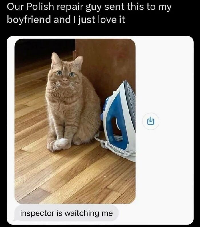 Adorable orange cat sitting next to an iron on a wooden floor, capturing a cute moment of pet inspection.