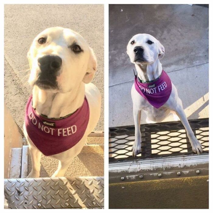 White dog wearing a Do Not Feed bandana, featured in a collection of UPS drivers meeting adorable pets.