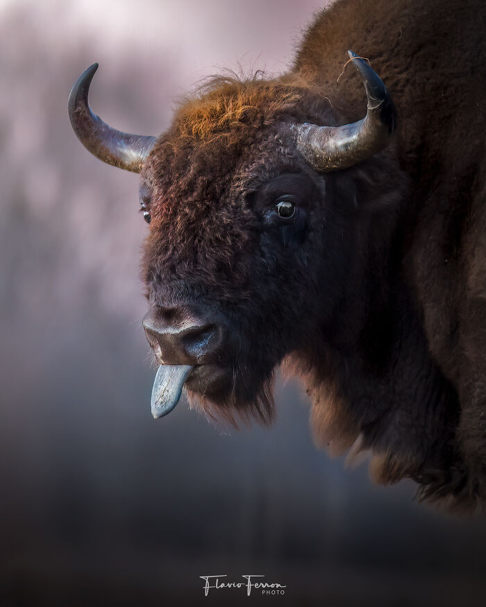 Close-up of a bison sticking out its tongue, showcasing stunning photos created by respecting nature and wildlife.