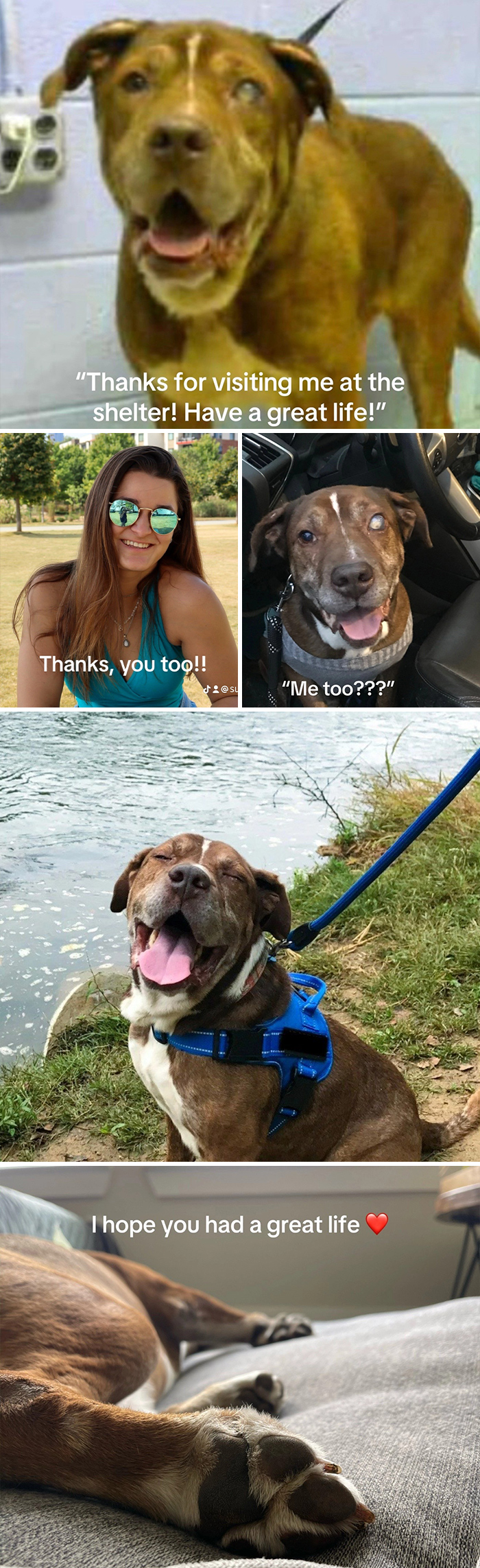 Happy adopted dogs and a woman outdoors, celebrating joy and hope in adoption and great life moments.