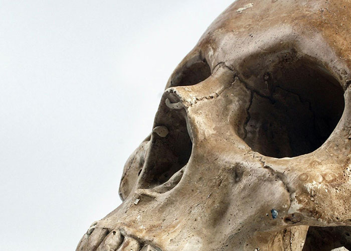 Close-up of an aged human skull highlighting details related to terrifying true stories and unsettling historical remains.