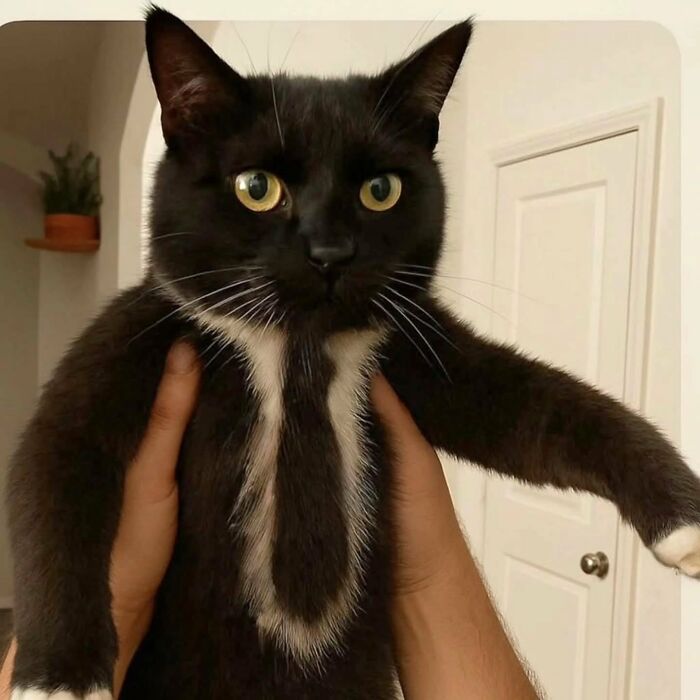 Black and white cat with bright eyes being held up indoors, showcasing one of the amazing cats with immaculate auras.