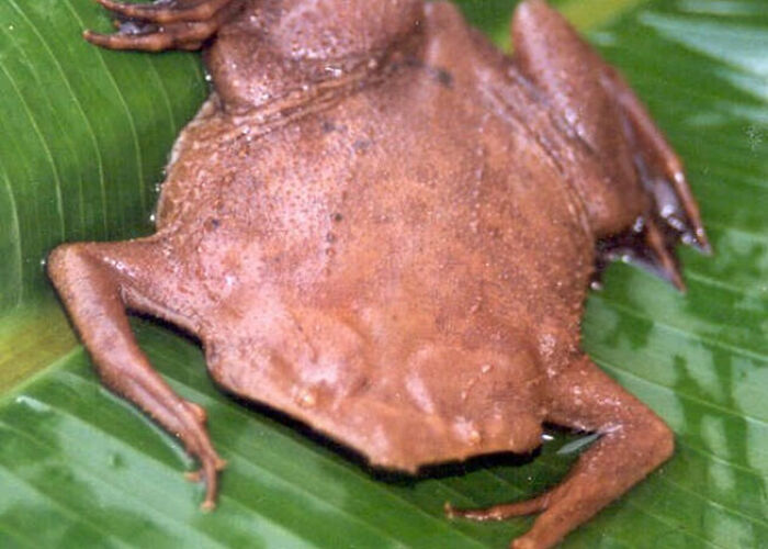 Brown flat-headed frog resting on a green leaf, showcasing unique creepy and cool animal facts.
