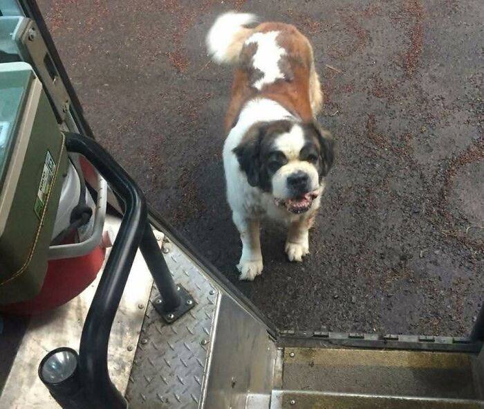 Adorable St. Bernard dog greeting UPS driver at delivery truck door on a paved driveway.