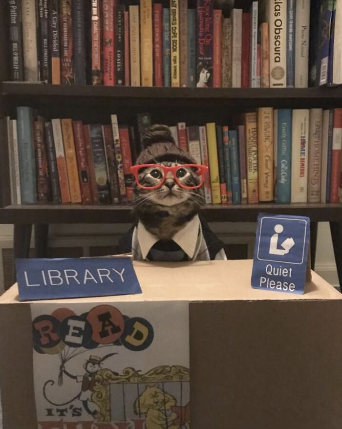 Cat dressed as librarian wearing red glasses sitting behind a library desk with bookshelves in the background