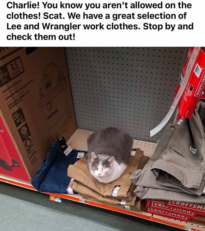 Gray and white cat resting on folded work clothes in a store aisle, showcasing adorable cats with top-tier work vibes.