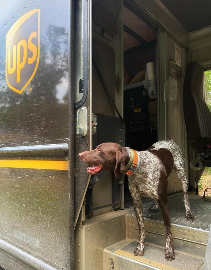 Dog standing at the door of a UPS delivery truck, showcasing adorable pets UPS drivers often meet on their routes.