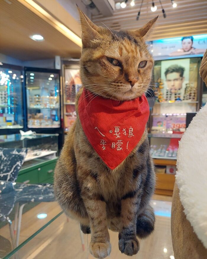 Adorable cat wearing a red bandana sitting on a glass table in a well-lit store with various displays behind.