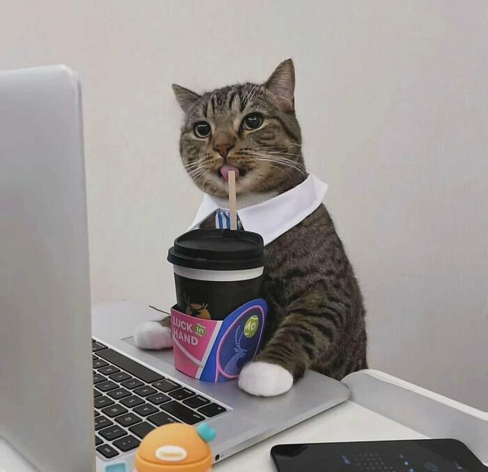 Tabby cat in a business collar sipping coffee by laptop, showcasing adorable cats with top-tier work attitude.