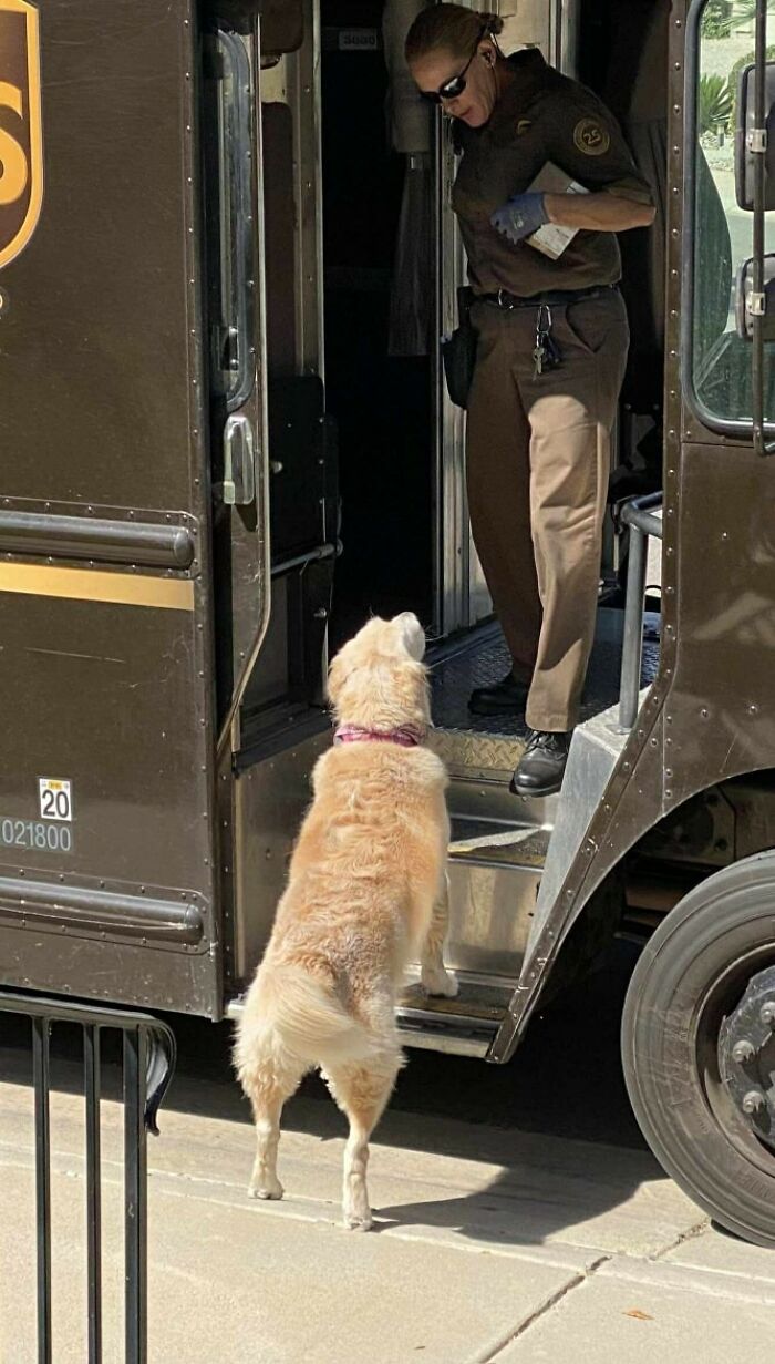 UPS driver interacting with an adorable golden retriever pet at the entrance of a UPS delivery truck.