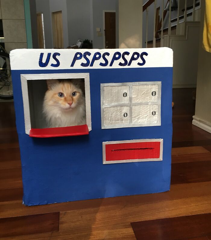 Orange and white cat inside a handmade blue and white cardboard box resembling a postal service station, adorable cats concept.