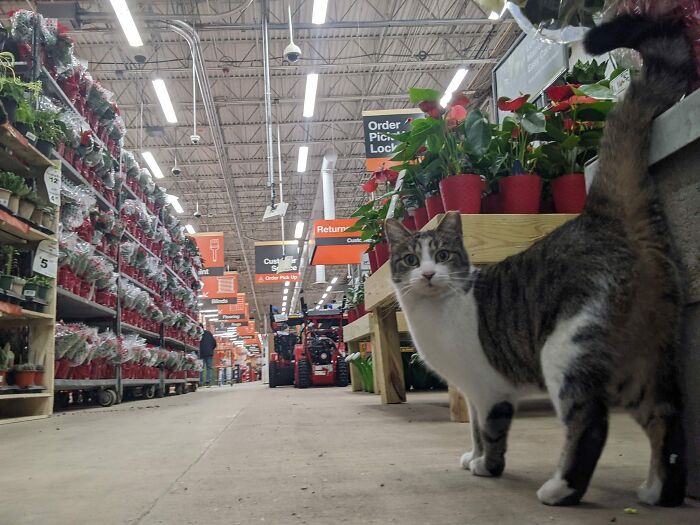 Tabby cat standing in a garden center aisle surrounded by plants, showcasing adorable cats in top-tier work settings.
