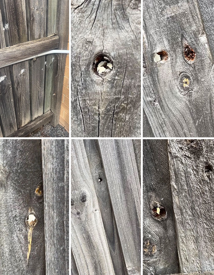 Close-up images of a wooden fence with holes drilled, showing signs of spying and neighborhood curiosity.