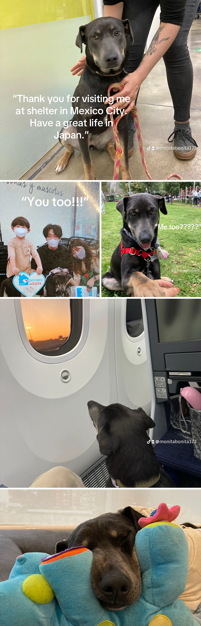 Collage of heartwarming adoption pics featuring dogs bonding with families and traveling to new homes after shelter rescue.