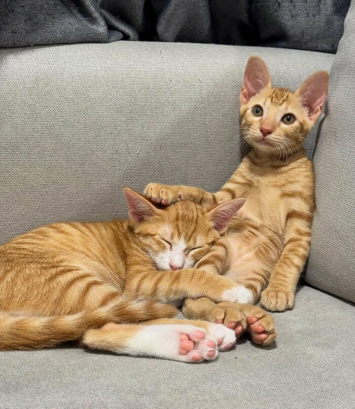 Two adorable orange tabby cats with immaculate auras resting closely on a gray couch, one sleeping and one alert.