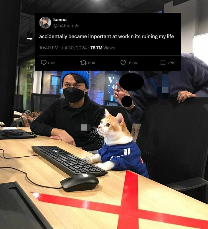Cat dressed in a blue hoodie sitting at a computer keyboard in an office, showcasing adorable cats at work.