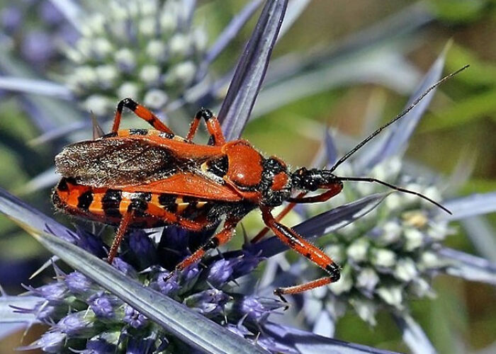 Close-up of a colorful insect on spiky purple flowers illustrating surprising animal facts that are both creepy and cool.