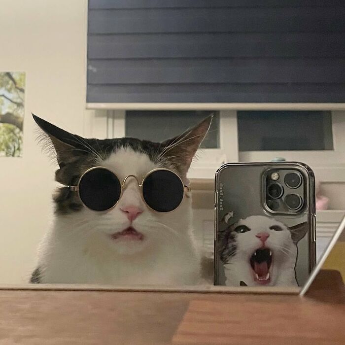 Cat with immaculate aura wearing round sunglasses taking a selfie next to a phone case featuring a screaming cat image.