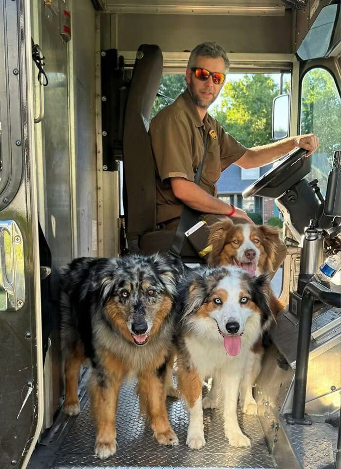 UPS driver sitting in truck with three happy Australian Shepherd dogs inside the delivery vehicle meeting adorable pets.