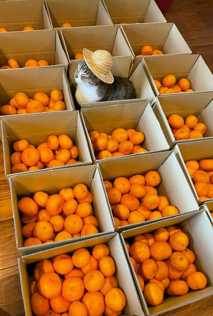 Adorable cat wearing a small hat sitting among cardboard boxes filled with bright orange tangerines and fruit.