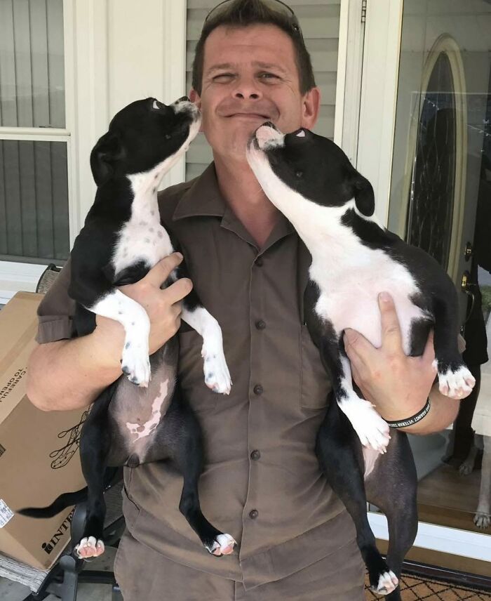 UPS driver holding two adorable black and white dogs licking his face during a pet encounter.