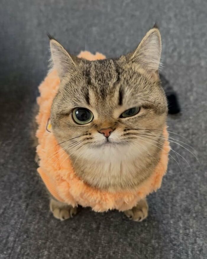 Tabby cat wearing a fluffy orange garment, sitting on a gray carpet with an immaculate aura.