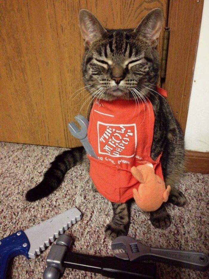 Tabby cat wearing an adorable red apron with toy tools, surrounded by toy workshop tools, showcasing adorable cats work.