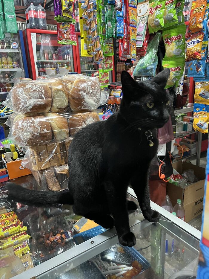 Black cat sitting on a store counter surrounded by snacks and bread, showcasing adorable cats featured in top-tier work.