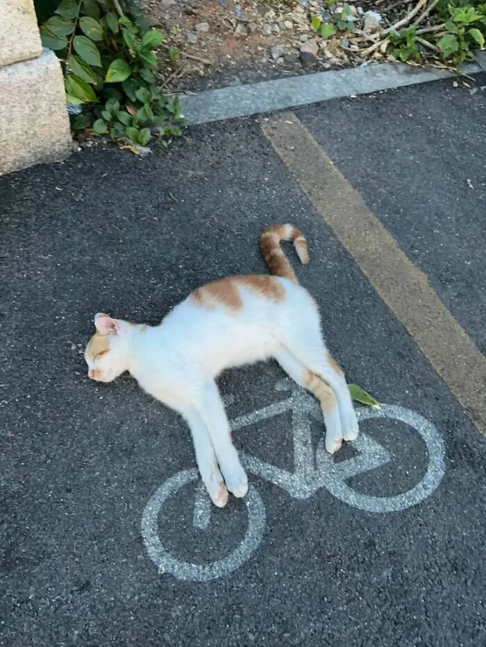 White and orange cat with an immaculate aura lying on a bike lane symbol on an asphalt road near greenery.
