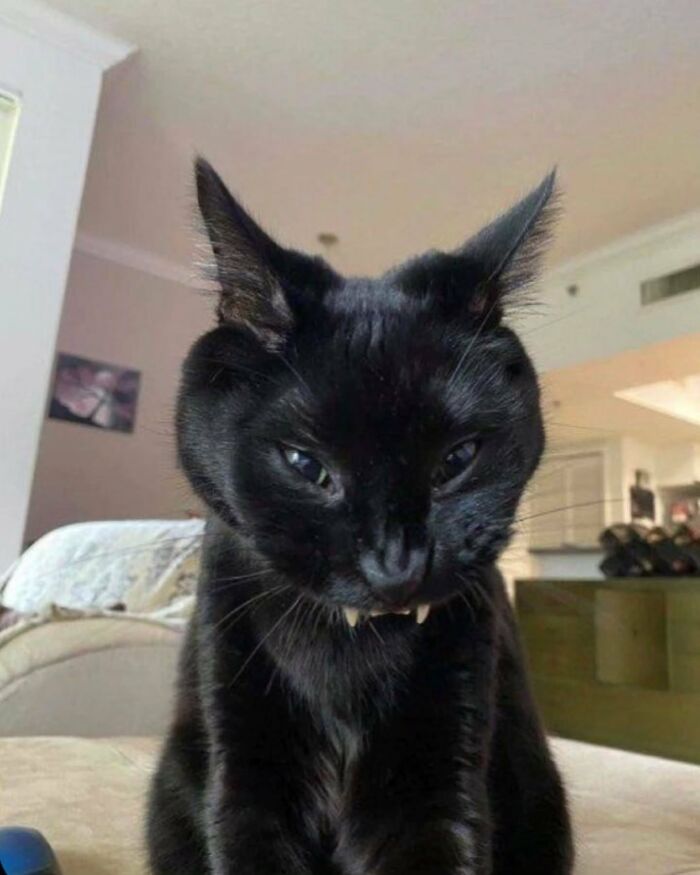 Black cat with sharp fangs and intense eyes sitting indoors, displaying one of the amazing cats with immaculate auras.