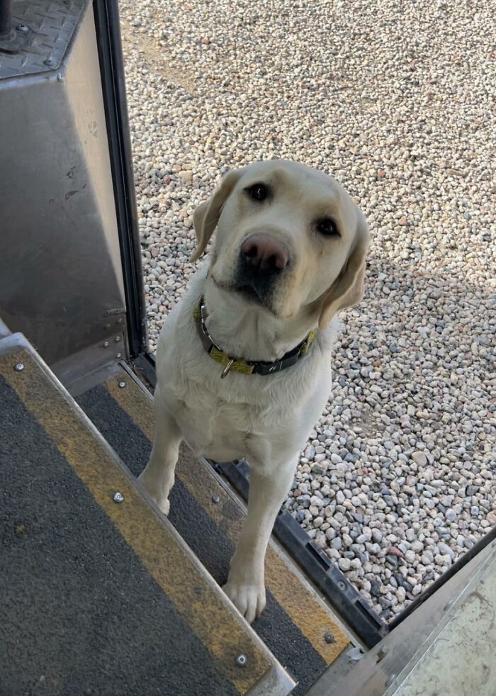 A Labrador Retriever standing at the entrance of a UPS truck among gravel, meeting an adorable pet.