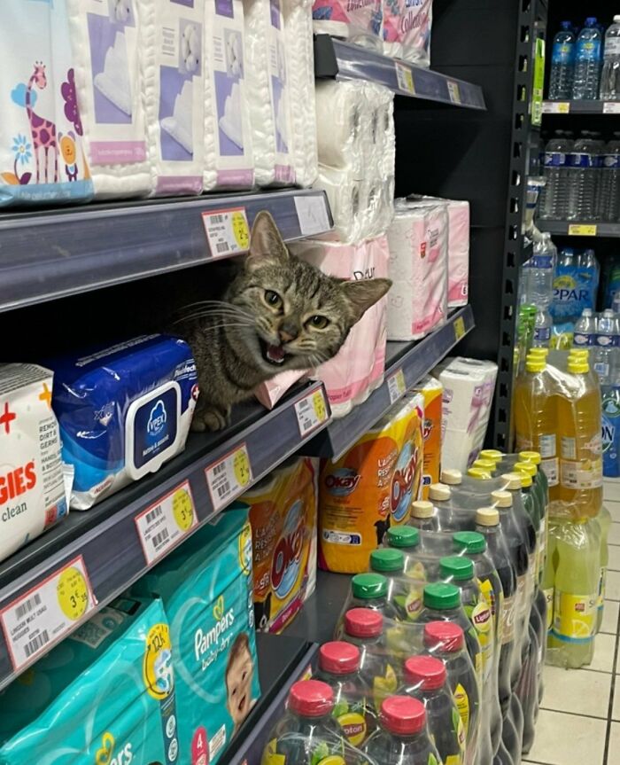Tabby cat peeking through store shelves among household products, showcasing adorable cats with top-tier work charm.