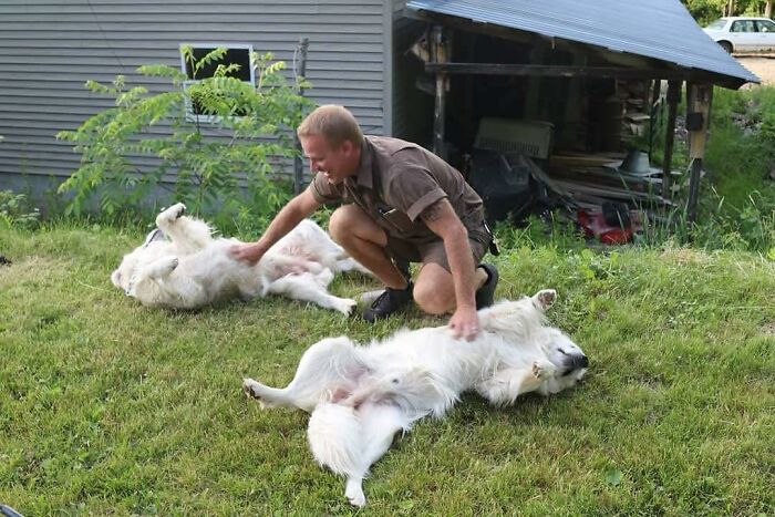 UPS driver playing with two adorable white dogs on grass near a rural house, enjoying meeting pets during deliveries