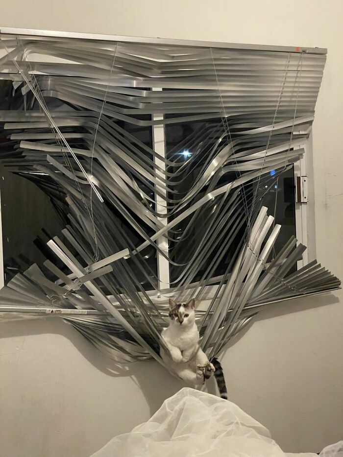Cat tangled in window blinds, showcasing one of the most adorable cats in a funny and curious moment.