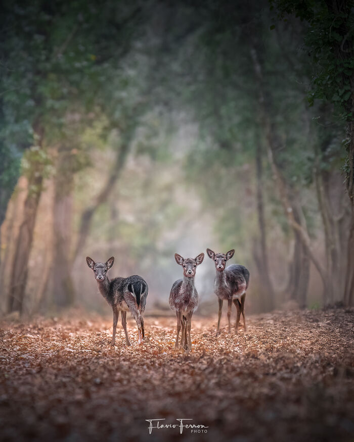 Three deer standing on a leaf-covered forest path with soft natural light showing stunning nature photography.