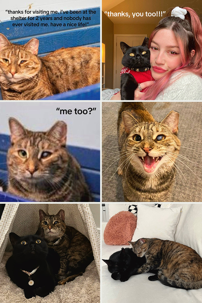 Tabby cat at shelter then happy with black cat owner showing best adoption pics and life after adoption.