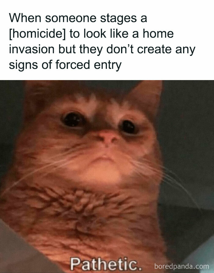 Cat with a serious expression and text about staged homicide, funny meme for true crime binge watchers.