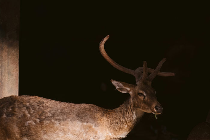 Deer in dim light with antlers resembling a creepy figure seen by security guards on the job.