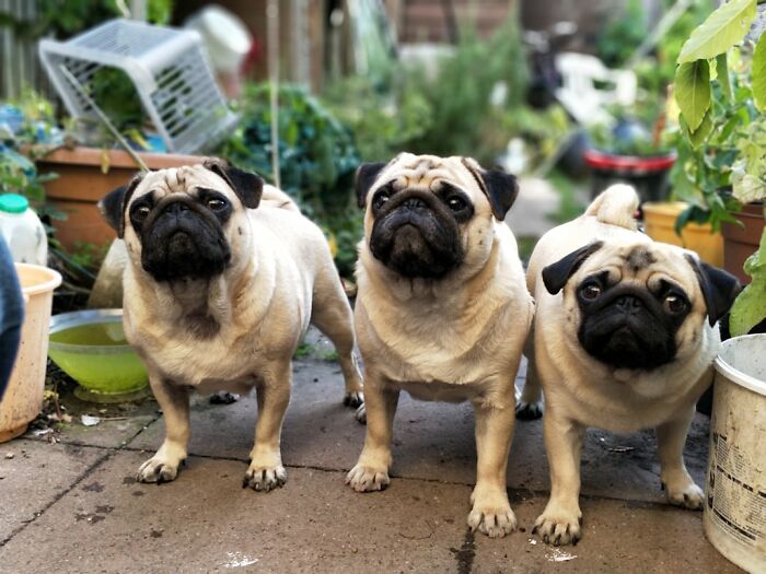 Three curious pugs standing on a patio surrounded by plants and garden items, illustrating chaotic food delivery stories.