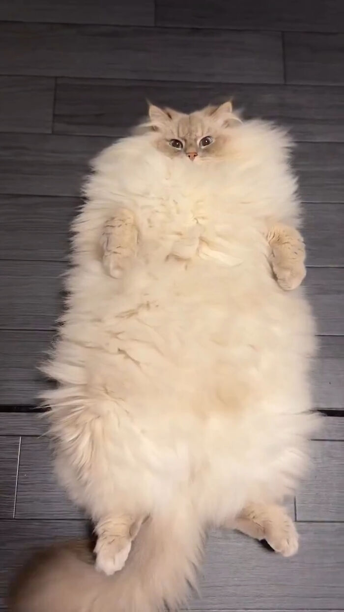 Fluffy cat lying on its back on dark floor, showcasing one of the amazing cats with immaculate auras.