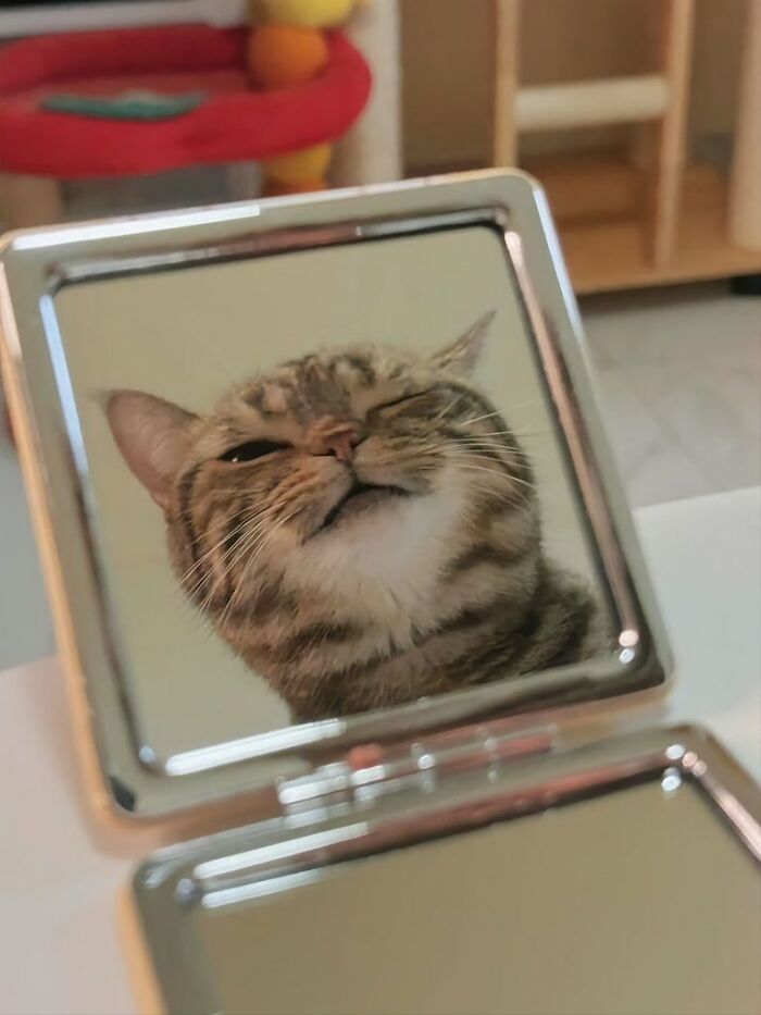 Tabby cat with an immaculate aura seen smiling in a silver compact mirror on a white surface in a cozy room.
