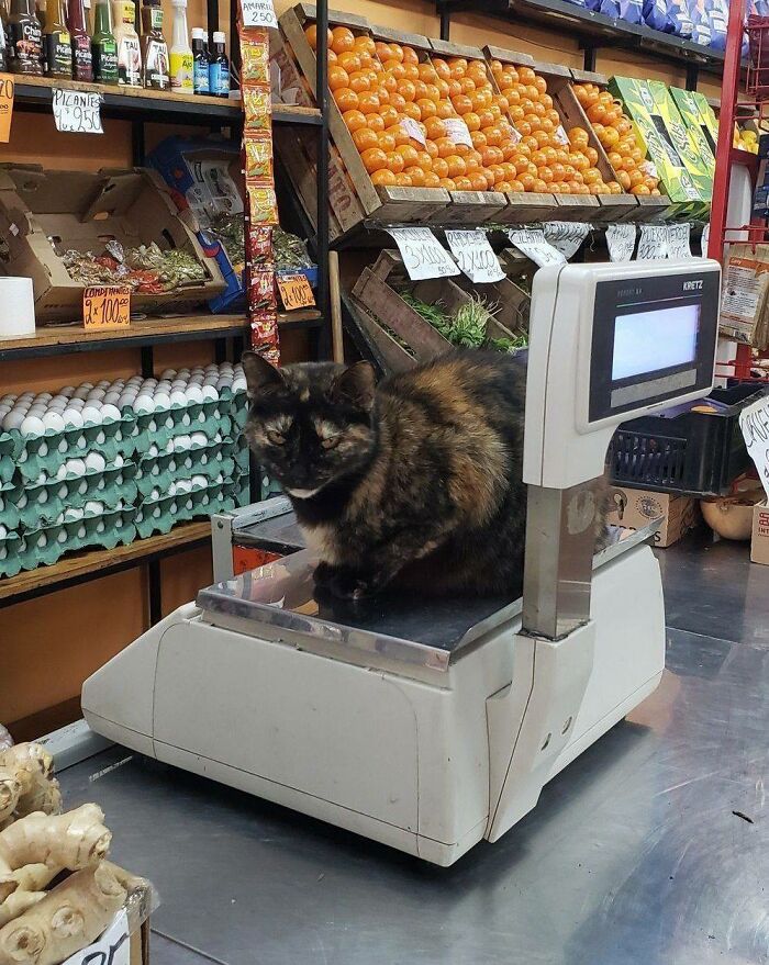 Tortoiseshell cat sitting on a digital scale at a market, surrounded by fresh produce and eggs.