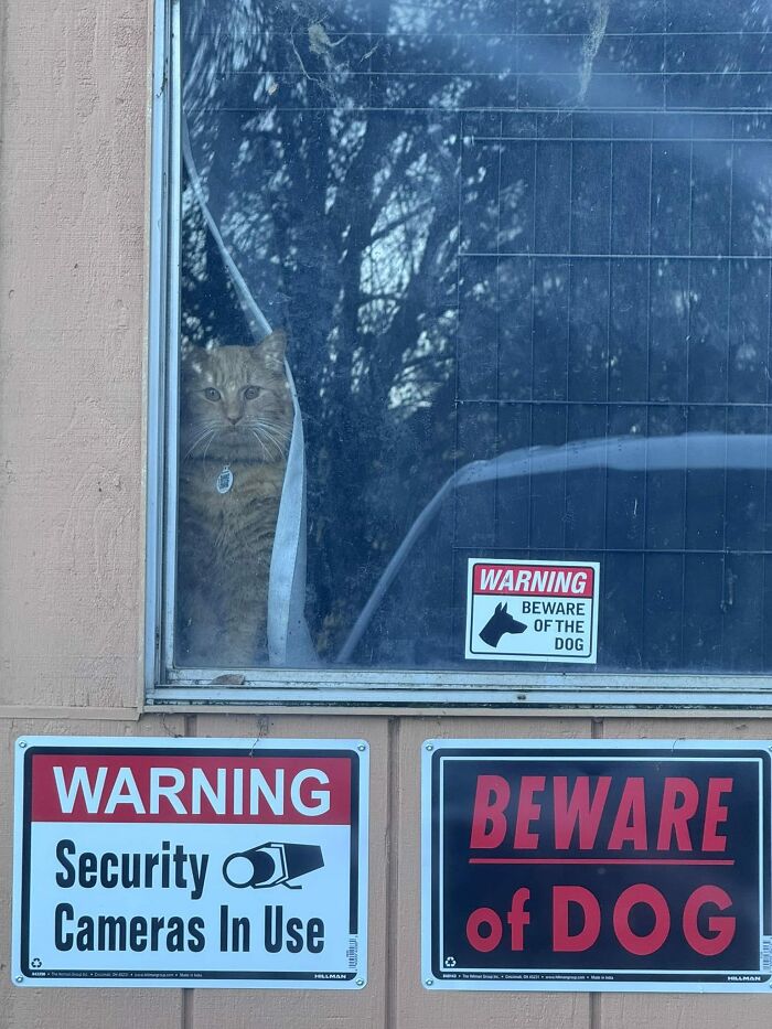 Adorable cat peeking through window behind warning signs, blending cuteness with home security and dog caution.