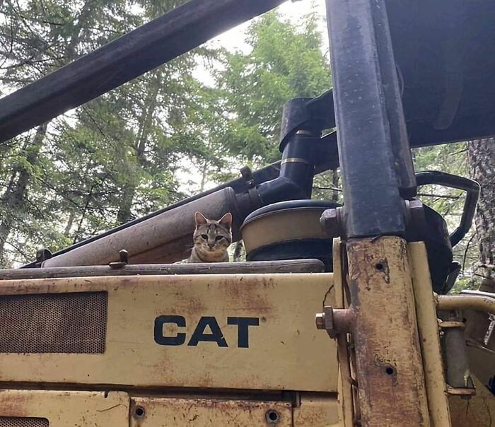 A cute cat sitting on a yellow CAT construction machine surrounded by green trees in a forest setting.