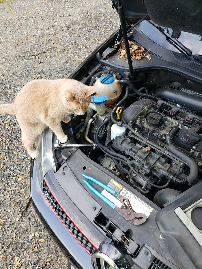Light brown cat inspecting a car engine bay next to tools, showcasing adorable cats at work with curious and attentive behavior.