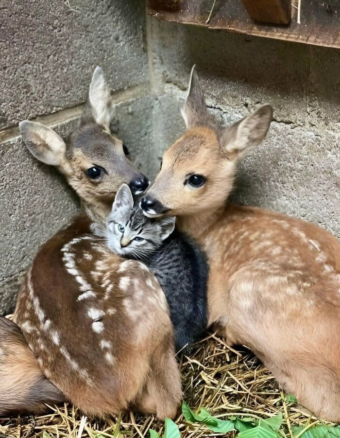 A small cat cuddling closely with two young deer in a cozy corner, showcasing the amazing cats with immaculate auras.